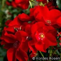 Apache kaufen, click for more details Apache