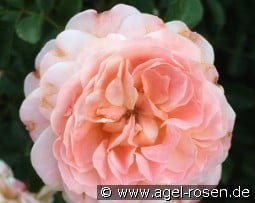 Apricot Drift kaufen, click for more details Apricot Drift