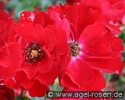 Austriana kaufen, click for more details Austriana