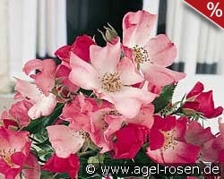 Avalanche Rose kaufen, click for more details Avalanche Rose