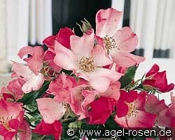 Avalanche Rose kaufen, click for more details Avalanche Rose
