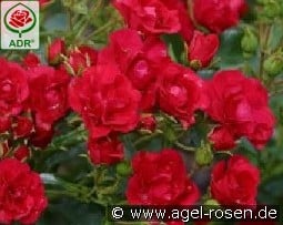 Balou kaufen, click for more details Balou