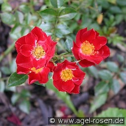 Bassino kaufen, click for more details Bassino