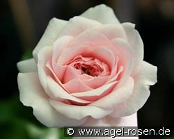 Belle Coquette kaufen, click for more details Belle Coquette