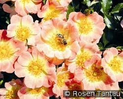 Bienenweide Apricot kaufen, click for more details Bienenweide Apricot