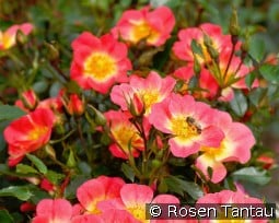 Bienenweide Bicolor kaufen, click for more details Bienenweide Bicolor