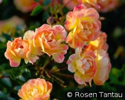 Bienenweide Fruity kaufen, click for more details Bienenweide Fruity