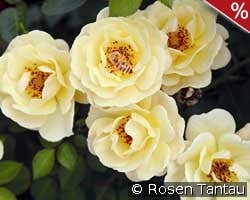 Bienenweide Gelb kaufen, click for more details Bienenweide Gelb