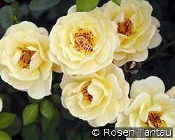 Bienenweide Gelb kaufen, click for more details Bienenweide Gelb