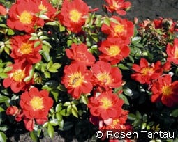 Bienenweide Hellrot kaufen, click for more details Bienenweide Hellrot