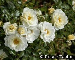 Bienenweide Ivory kaufen, click for more details Bienenweide Ivory