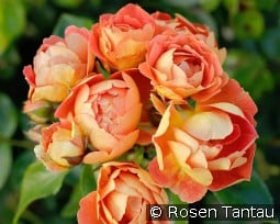 Bienenweide Mango kaufen, click for more details Bienenweide Mango