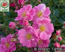 Bienenweide Rosa kaufen, click for more details Bienenweide Rosa