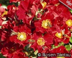 Bienenweide Rot kaufen, click for more details Bienenweide Rot