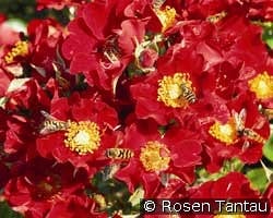 Bienenweide Rot kaufen, click for more details Bienenweide Rot