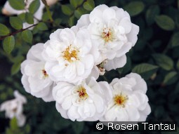 Bienenweide Weiß kaufen, click for more details Bienenweide Weiß