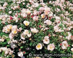 Bingo Meidiland kaufen, click for more details Bingo Meidiland