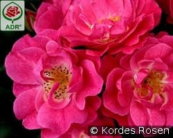 Blühwunder 08 kaufen, click for more details Blühwunder 08