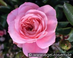 CPH Garden in Bloom - Plant'n'Relax kaufen, click for more details CPH Garden in Bloom - Plant'n'Relax