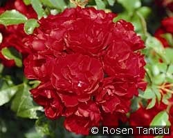 Centro-Rose kaufen, click for more details Centro-Rose