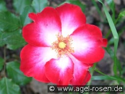 Cherry Meidiland kaufen, click for more details Cherry Meidiland