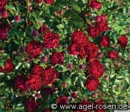 Coral Pixie kaufen, click for more details Coral Pixie