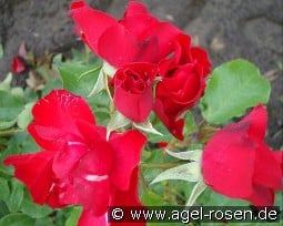 Crimson Meidiland kaufen, click for more details Crimson Meidiland