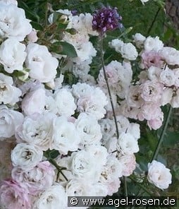 Crystal Fairy kaufen, click for more details Crystal Fairy