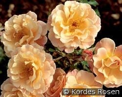 Cubana kaufen, click for more details Cubana