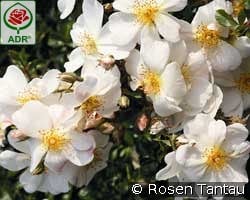 Cute Haze kaufen, click for more details Cute Haze