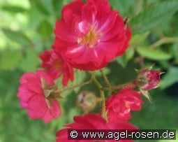 Fairy Dance kaufen, click for more details Fairy Dance