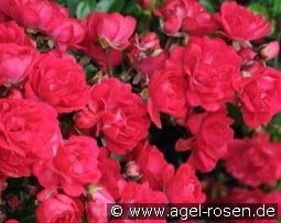 Fairy Queen kaufen, click for more details Fairy Queen