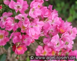 Floriade 2002 kaufen, click for more details Floriade 2002