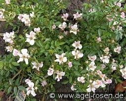 Heideröslein Nozomi kaufen, click for more details Heideröslein Nozomi