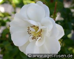 Heidesommer kaufen, click for more details Heidesommer