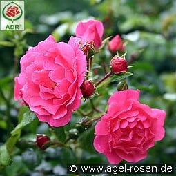 Heidetraum kaufen, click for more details Heidetraum