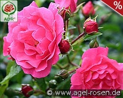 Heidetraum kaufen, click for more details Heidetraum