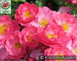 Hotline kaufen, click for more details Hotline