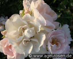 Ice Meidiland kaufen, click for more details Ice Meidiland