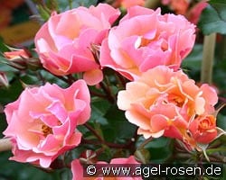 Jazz kaufen, click for more details Jazz