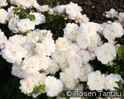 Kastelruther Spatzen kaufen, click for more details Kastelruther Spatzen