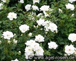 Kent syn. White Cover kaufen, click for more details Kent syn. White Cover