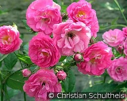 Kessi kaufen, click for more details Kessi