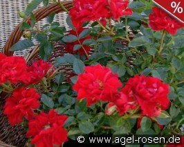 Lady in Red - Plant'n'Relax