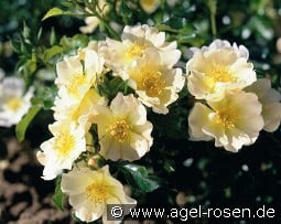 Lemon Meidiland kaufen, click for more details Lemon Meidiland