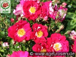 Lipstick kaufen, click for more details Lipstick