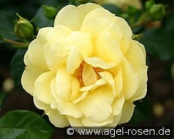 Loredo kaufen, click for more details Loredo