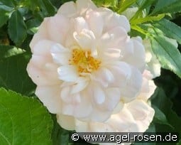 Louis Couperus kaufen, click for more details Louis Couperus