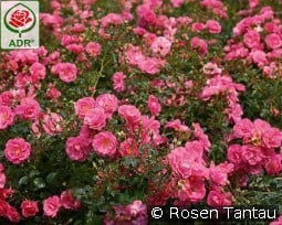 Mirato kaufen, click for more details Mirato