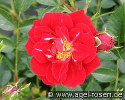 Nipper kaufen, click for more details Nipper